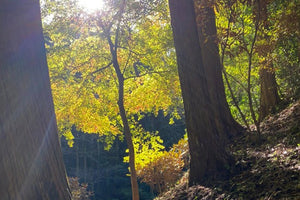 【ハイキングレポート】福岡県筑紫野市「天拝山」を登りました